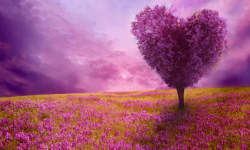 Liebe: Wenn die Liebe liebt